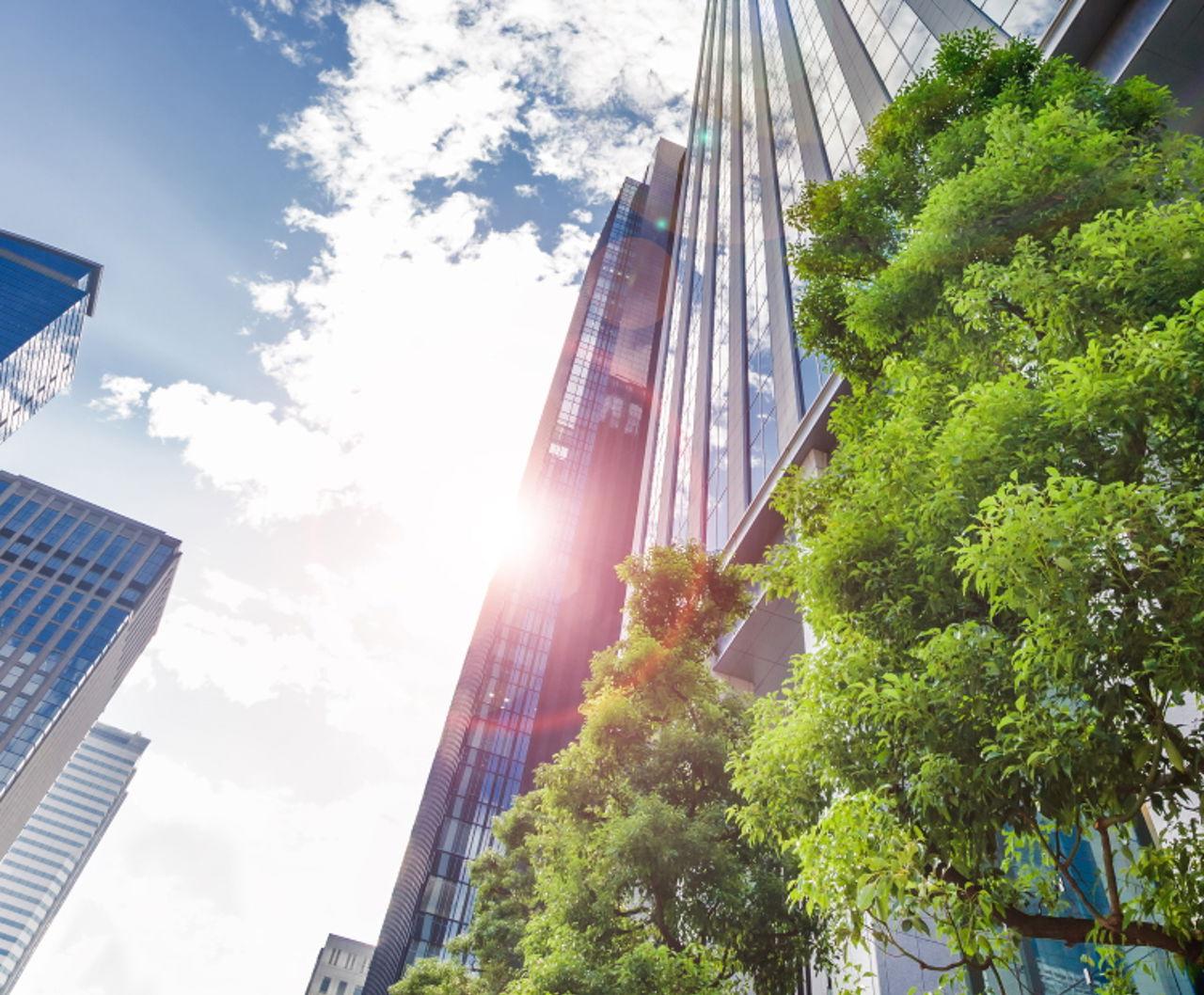 Skyscraper and trees in the sun